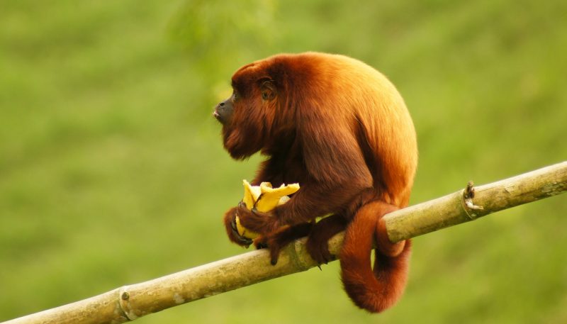 Projeto da UFSC desenvolveu método mais barato, rápido e eficaz de detecção da febre amarela em animais silvestres. Na imagem, um macaco bugio