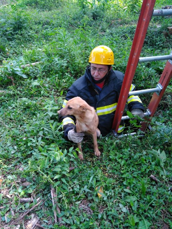 Apesar do susto, cachorrinho n&atilde;o apresentava ferimentos – Foto: Corpo de Bombeiros Militar/Divulga&ccedil;&atilde;o