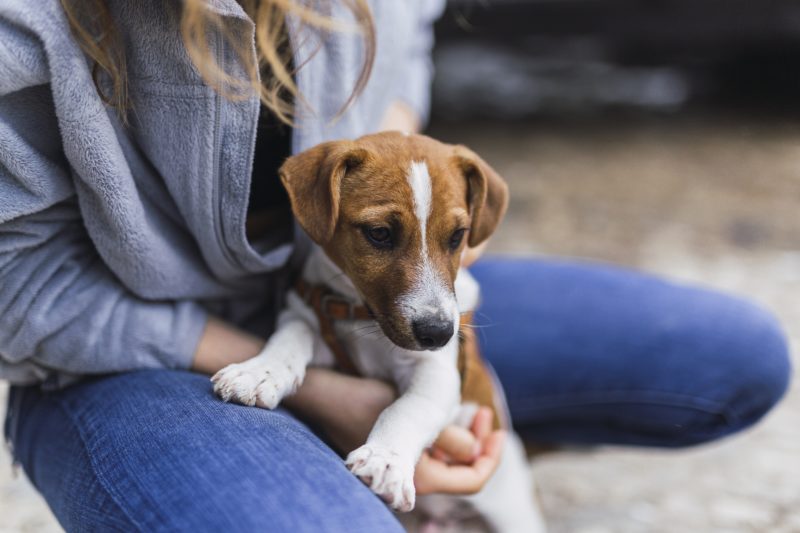 A imagem mostra um filhote para ilustrar a matéria de raças de cachorros pequenas 