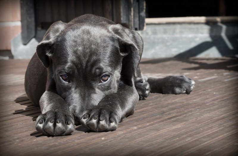 Réus foram condenados a multa por maltratar cachorro – Foto: Pixabay