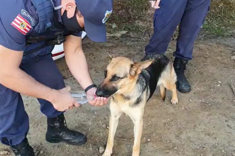 Cachorro estava bastante desidratado e assustado, segundo os agentes – Foto: Divulgação / GMT Blumenau