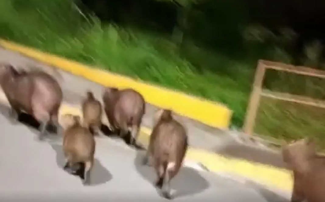 The animals were spotted on Friday evening (9) “walking” around the city - Reproduction/Social Media