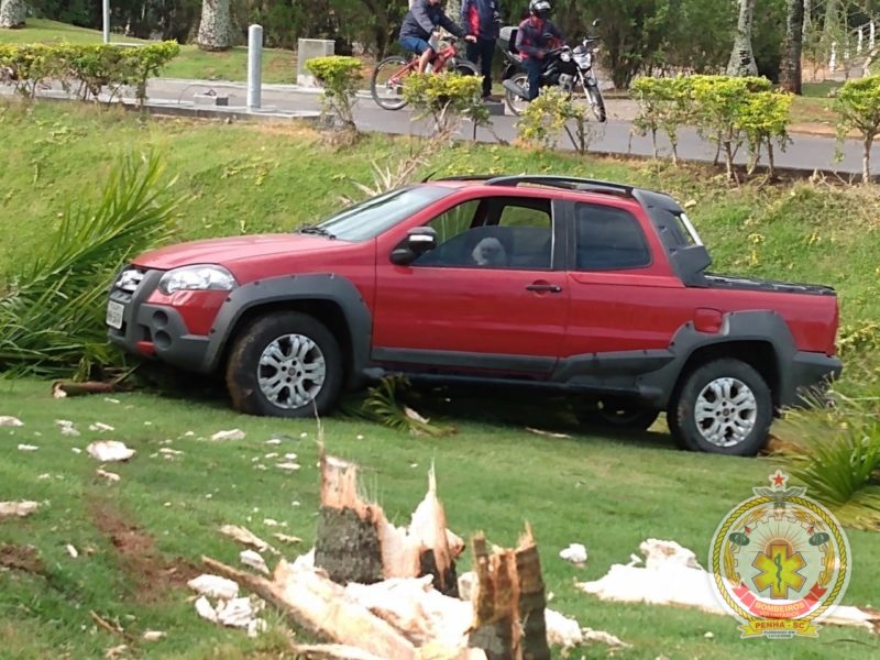 Poodle &eacute; flagrado no banco de motorista de carro que invadiu canteiro e arrancou palmeiras – Foto: Bombeiros Volunt&aacute;rios/Divulga&ccedil;&atilde;o