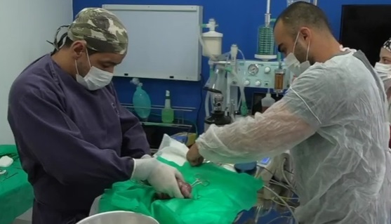 Movimento de interromper as cirurgias eletivas em animais pode ajudar no controle da pandemia do novo coronavírus – Foto: Reprodução/Youtube