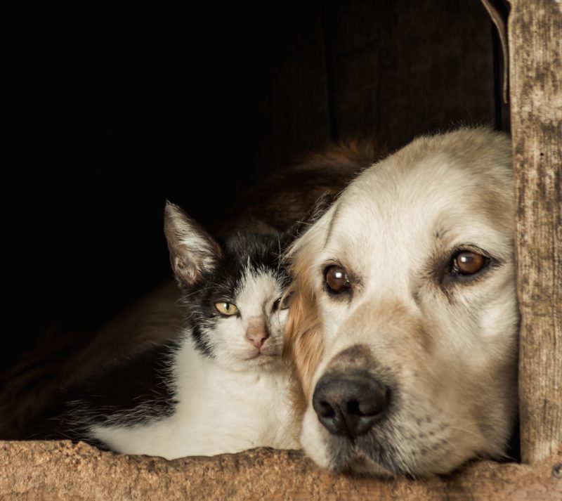 Lei que aumenta proteção de animais domésticos ainda não foi regulamentada em SC – Foto: Freepik/Reprodução/ND