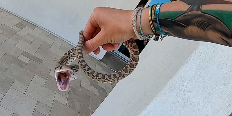 Serpente se arrasta por parede imitando 'jogo da cobrinha' (VÍDEO) -  29.06.2018, Sputnik Brasil