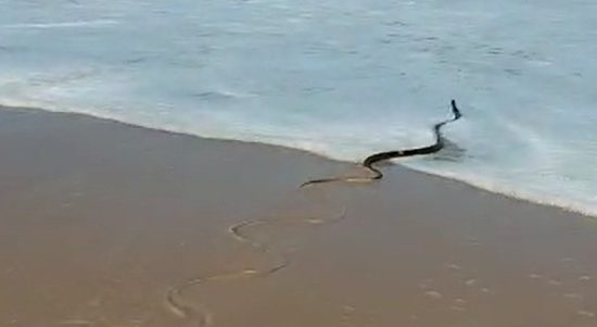 Serpente se arrasta por parede imitando 'jogo da cobrinha' (VÍDEO) -  29.06.2018, Sputnik Brasil
