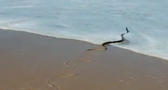 Cobra semelhante à naja é encontrada em Balneário Camboriú - NSC Total