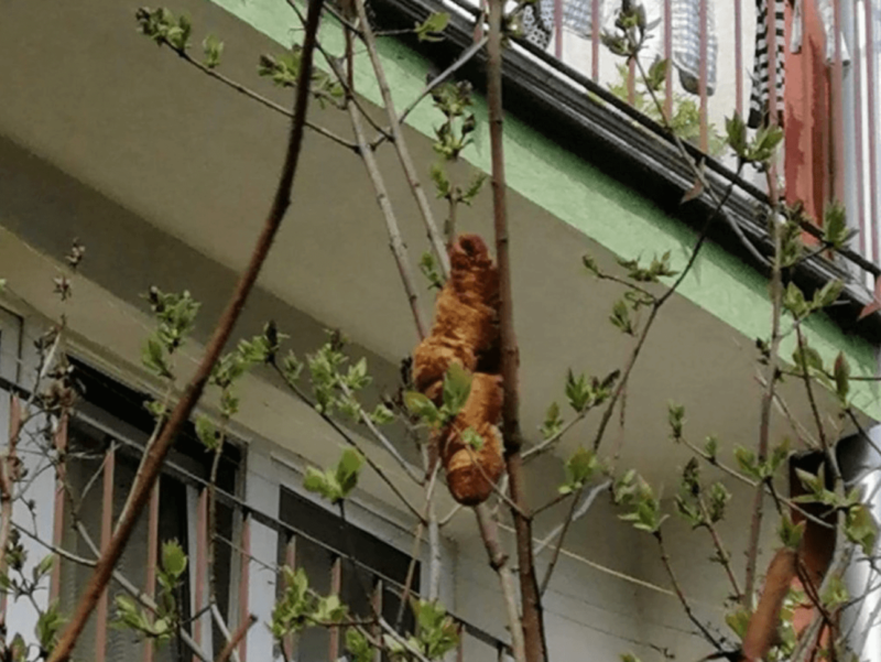 Autoridades receberam chamado e investigaram denúncia em Cracóvia de que moradores não estavam abrindo janelas com medo do bicho – Foto: Reprodução Facebook