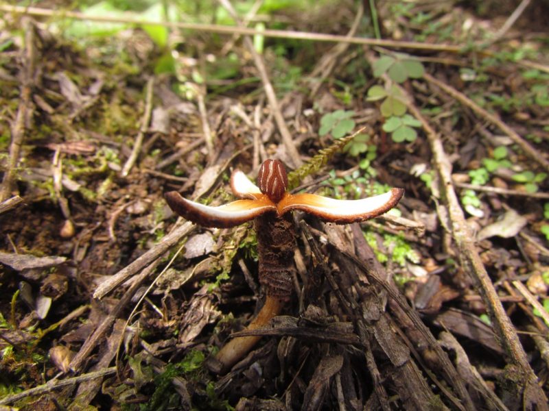A esp&eacute;cie Prosopanche Demogorgoni ganhou o nome em homenagem a personagem da s&eacute;rie Netflix Stranger Things – Foto: Divulga&ccedil;&atilde;o/ ND