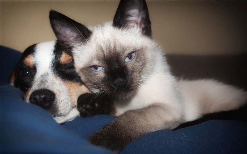Cachorro e gato são identificados com anticorpos do novo coronavírus – Foto: Pixabay/Reprodução/ND