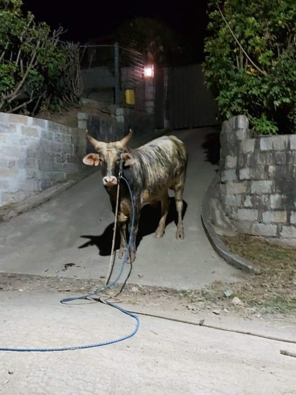 Imagem mostra outro boi que foi vítima da farra do boi em SC