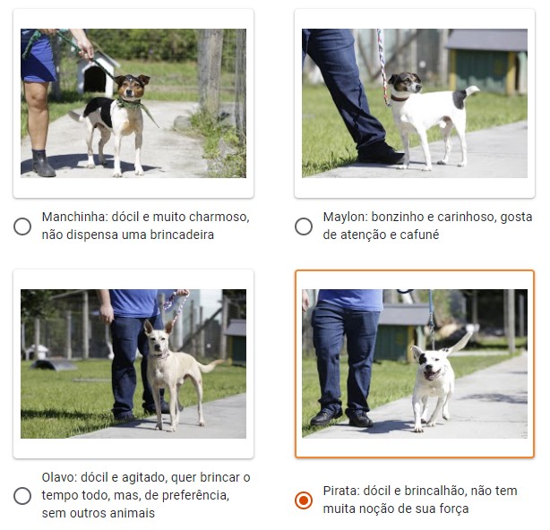 No site, é possível conhecer os animais disponíveis para adoção – Foto: Reprodução