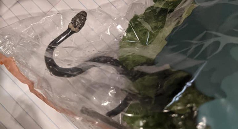 Moradora acionou especialistas em vida selvagem para que a serpente fosse realocada – Foto: REPRODUÇÃO/FACEBOOK/LESLEY KUHN