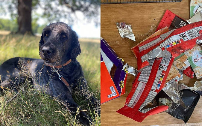 Bruce, um cãozinho da raça labradoodle que mora com sua família na Inglaterra, precisou receber um tratamento de emergência após devorar 12 ovos de páscoa com recheio de creme e várias barras de chocolate amargo. A tutora dele, Alison Rothery, conta que ficou surpresa ao encontrar as embalagens rasgadas das guloseimas na caminha dele – Foto: Reprodução