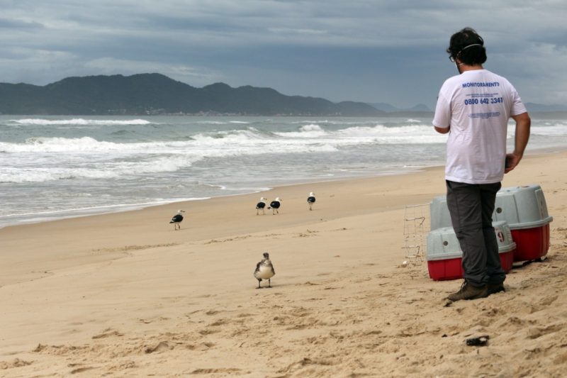 Gaivotas e mandrião, na Praia do Moçambique, no Norte da Ilha de Santa Catarina – Foto: R3/Divulgação/ND