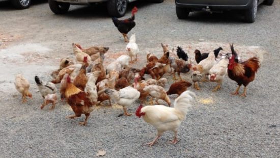 &#39;Invasão&#39; de galinhas no Centro de Joinville causa curiosidade entre os moradores