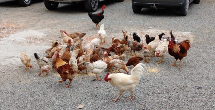 Atravesse a Estrada com as Galinhas em COQUINHOS