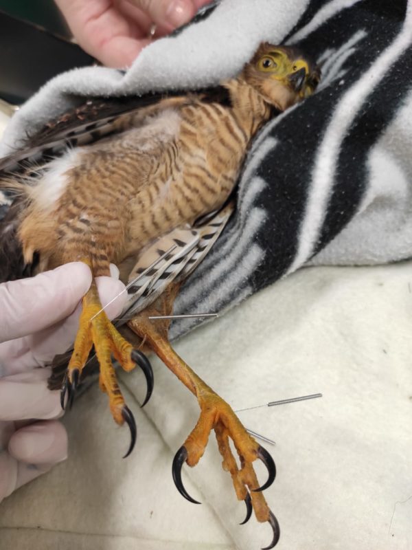 Gavião é tratado com acupuntura para recuperar movimentos em Blumenau – Foto: Divulgação/Hospital Veterinário Furb