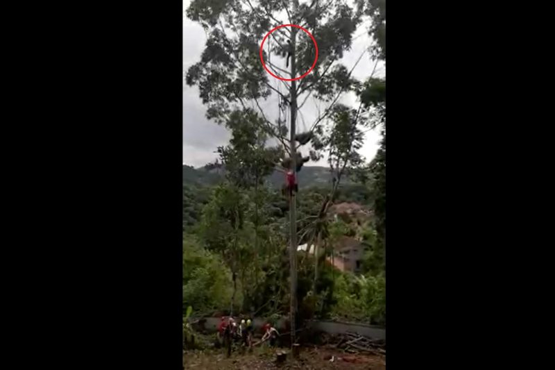 Bombeiros resgatam homem preso em árvore a 20 metros do chão em SC – Foto: Divulgação/Corpo de Bombeiros Blumenau