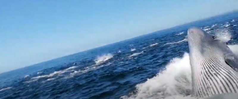 Homem quase &eacute; engolido vivo por baleia – Foto: Reprodu&ccedil;&atilde;o/ND