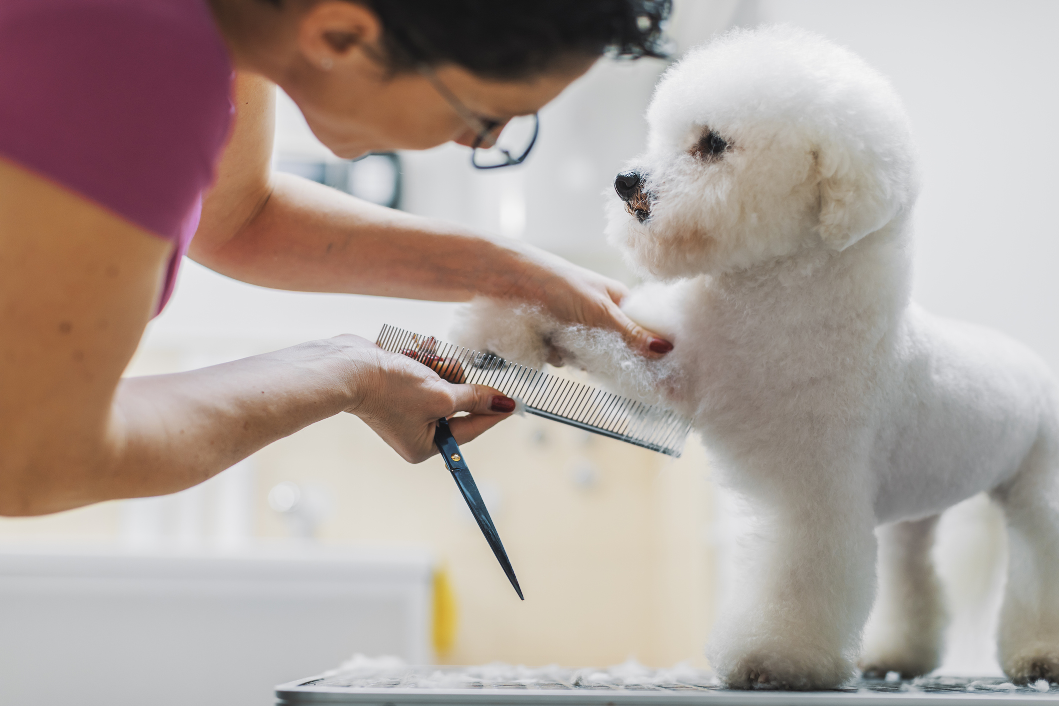 Pet Shop Perto de Mim Banho e Tosa Centro de Toledo - Banho e Tosa