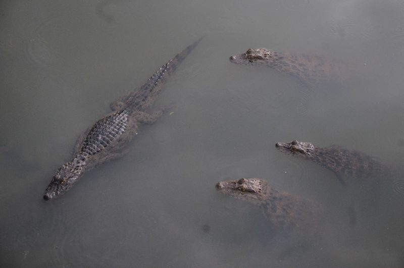 Jacar&eacute;s chamaram a aten&ccedil;&atilde;o de quem caminhava pelo bairro – Foto: Leo Munhoz/ND