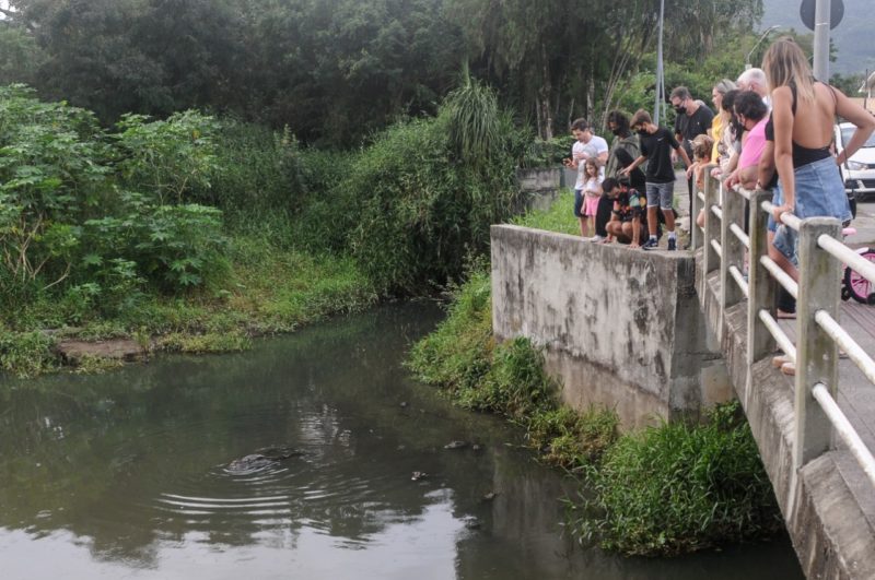 Jacarés chamaram a atenção de quem caminhava pelo bairr