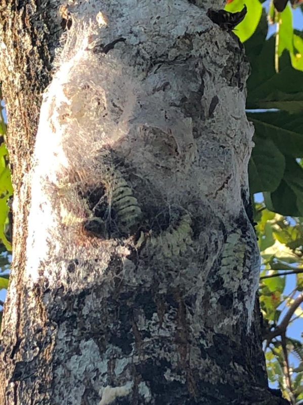 A &aacute;rea deve ficar isolada inicalmente por 10 dias – Foto: PMF/Divulga&ccedil;&atilde;o