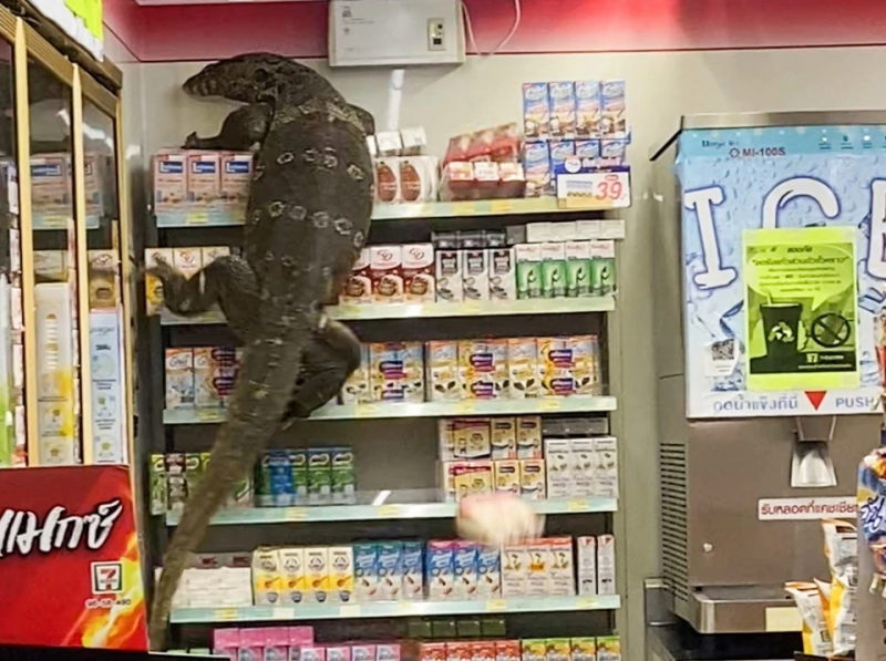 Animal gigante invadiu o supermercado – Foto: Reprodução/Twitter