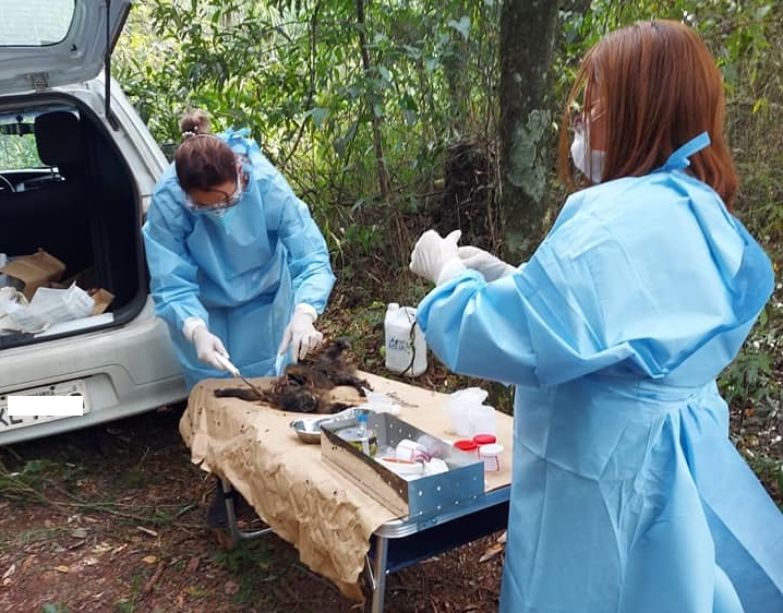 Dois macacos, possivelmente mãe e filhote, foram encontrados mortos em São José do Cedro – Foto: Prefeitura de São José do Cedro/Divulgação/ND