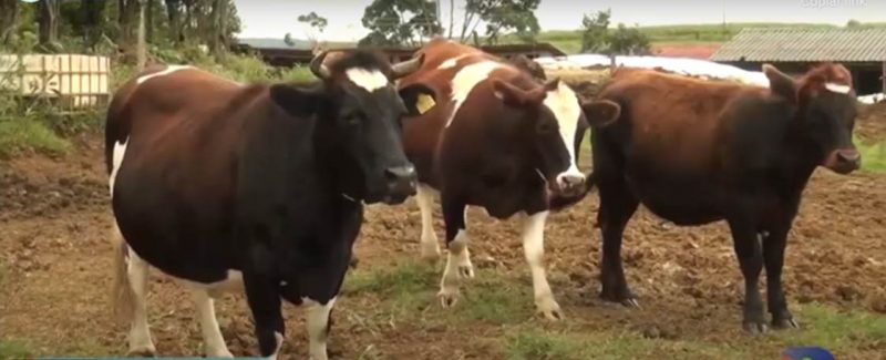 Mini vacas são criadas em Fraiburgo com intuito de aumentar a renda da família com o gado de corte – Foto: Divulgação NDTV/ND