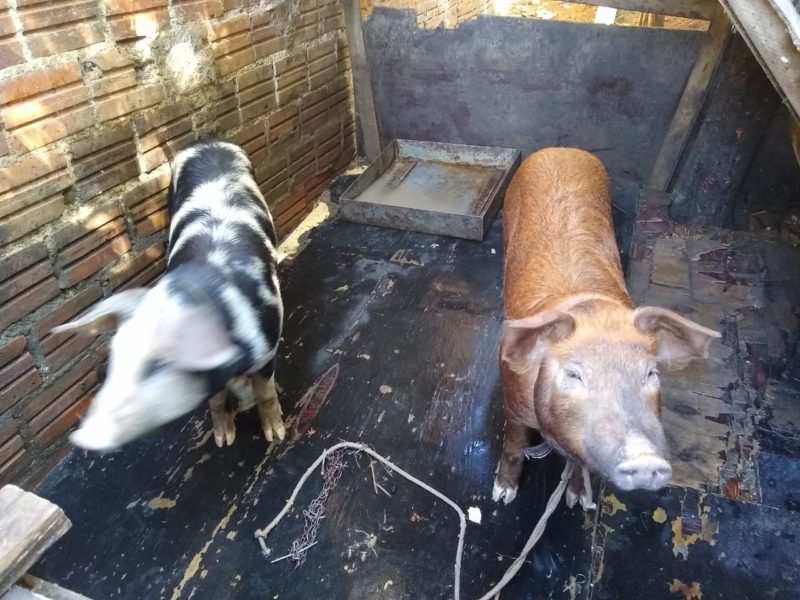 Pintadinha e Ruivinha tomam banho semanalmente para passear – Foto: Carolina Debiasi/ND