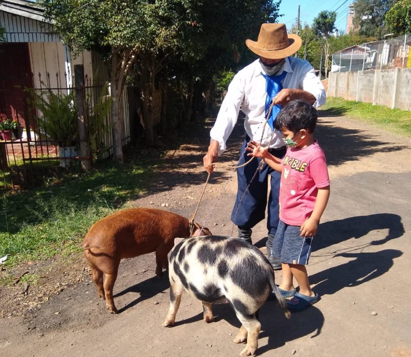 Na companhia de seu Zé está o neto Davi, que desde pequeno já tem esse amor pelos porquinhos do avô – Foto: Carolina Debiasi/ND