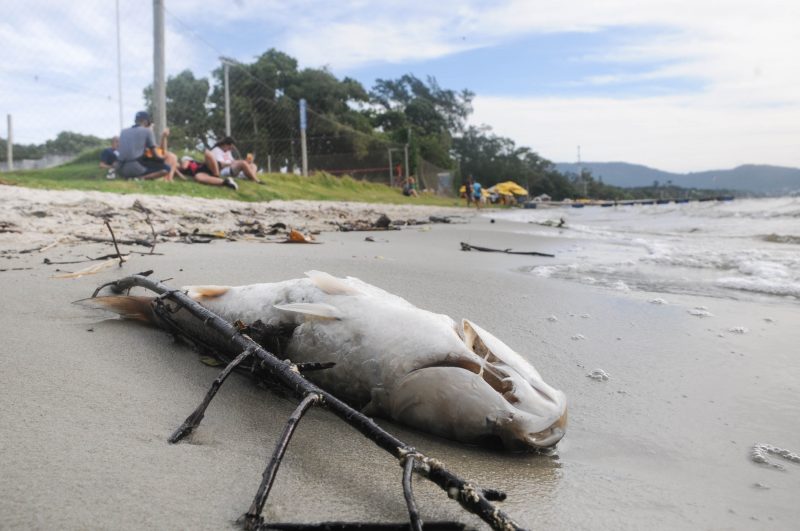 Peixe morto estava na beira d’água, na Lagoa da Conceição, no domingo (11) – Foto: Leo Munhoz/ND