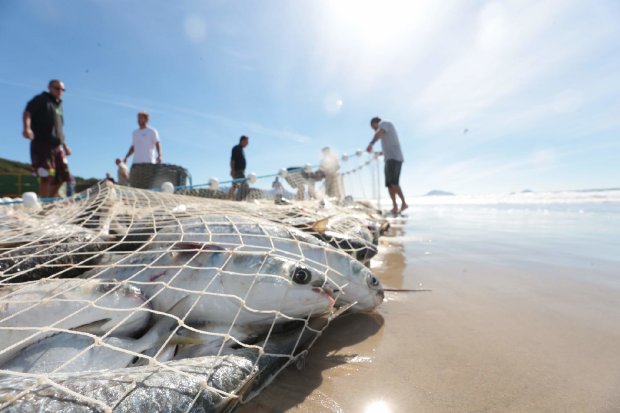 Pesca da tainha em Florianópolis aguarda resolução sobre imbróglio