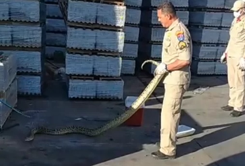 Piton de quase 3 metros foi capturada em S&atilde;o Jos&eacute; dos Pinhais – Foto: Reprodu&ccedil;&atilde;o/ND