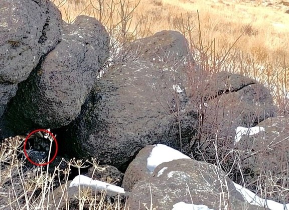 A resposta está aí: o nosso querido predador está nas sombras, aguardando o momento do ataque! – Foto: Reprodução/United States Fish and Wildlife Service
