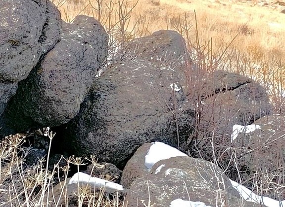 Veja de novo! Segundo os técnicos do departamento, os leões da montanha preferem áreas acidentadas, com rochas, o que ajuda a encontrar esconderijos. Ela tem um porte semelhante ao do leopardo, e chega a 72 kg e 1,55 m, sem a cauda. Geralmente é bastante solitário e mais ativo à noite – Foto: Reprodução/United States Fish and Wildlife Service