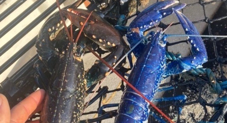 Lagosta azul rara foi pescada na Inglaterra – Foto: Reprodu&ccedil;&atilde;o/Facebook/National Lobster Hatchery