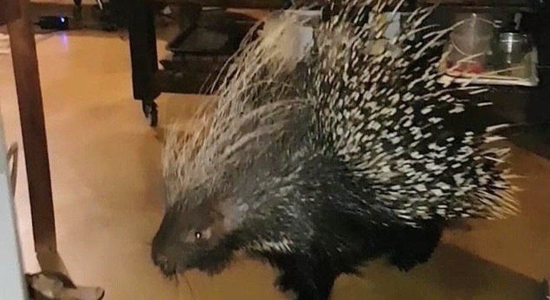 Porco-espinho de 20kg perambula pela cozinha na África do Sul – Foto: Reprodução/Youtube/Dogtooth media