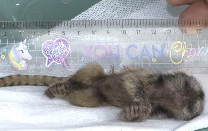 Filhote de sagui de apenas 16 cent&iacute;metros foi encontrado pr&oacute;ximo &agrave; padaria, em Maring&aacute; – Foto: RIC Record TV