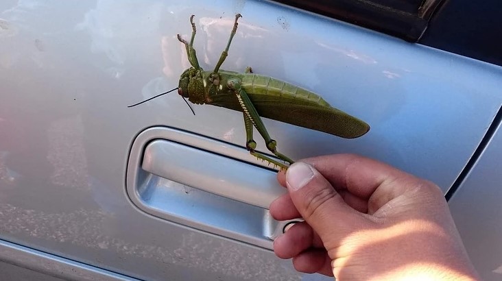 Esp&eacute;cie &eacute; considerada uma das maiores do planeta. – Foto: Reprodu&ccedil;&atilde;o/Internet