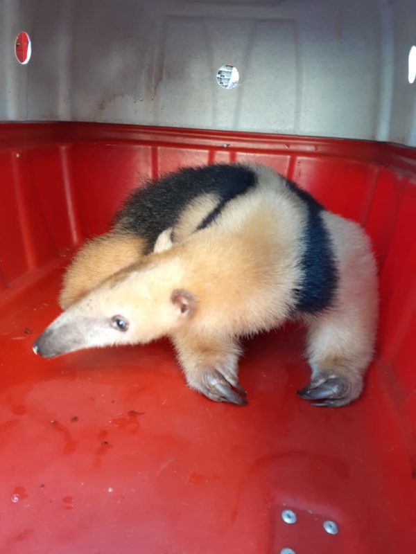 Resgate foi realizado durante o fim de semana em uma casa no bairro Barra do Rio Cerro – Foto: Fujama/Divulga&ccedil;&atilde;o