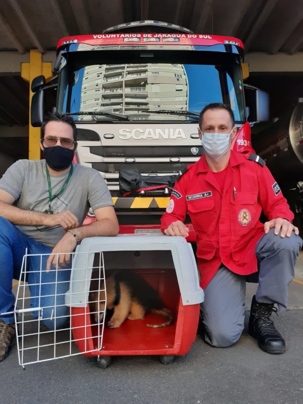 S&oacute; em 2021, mais de 50 animais silvestres j&aacute; foram resgatados em Jaragu&aacute; do Sul – Foto: Fujama/Divulga&ccedil;&atilde;o