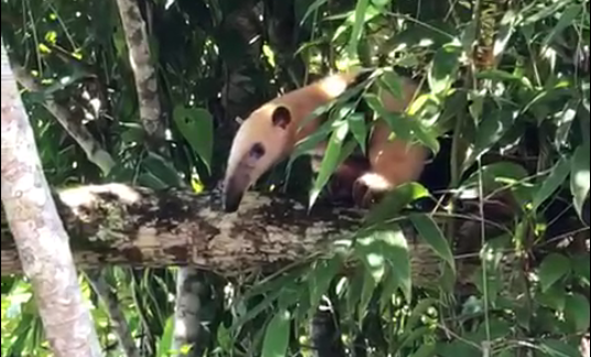 Tamanduá-mirim é resgatado e devolvido à natureza em Brusque – Foto: Divulgação/Corpo de Bombeiros