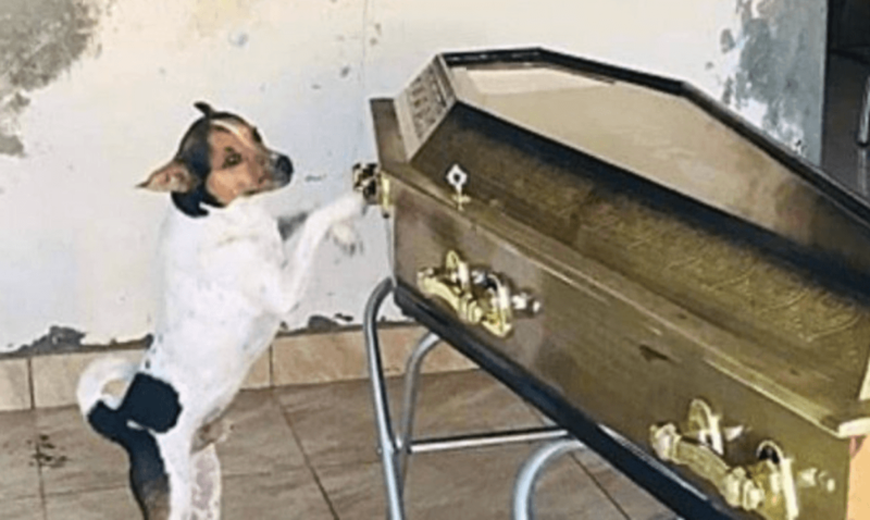 O cachorrinho Toy chora, lamentando a morte de sua dona. Imagem comovente – Foto: Reprodu&ccedil;&atilde;o