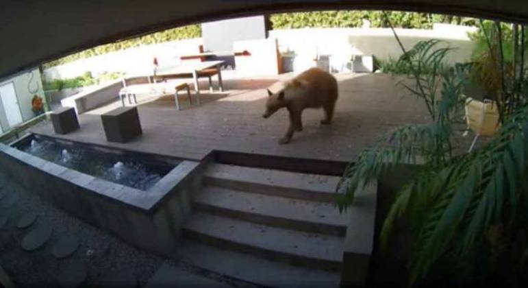 Imagem mostra urso caminhando pela casa – Foto: Reprodu&ccedil;&atilde;o/Youtube