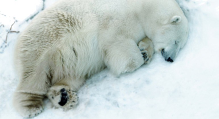 urso