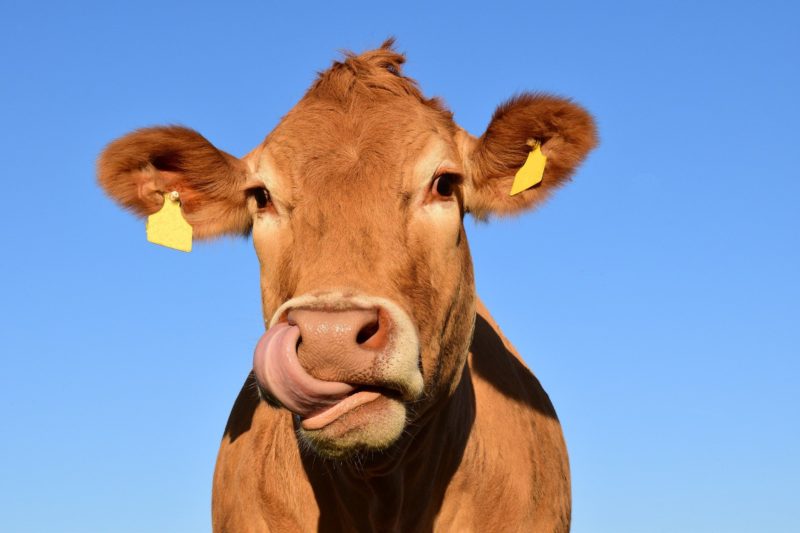 Ao todo, espera-se imunizar cerca de 170 milhões de animais – Foto: Pixabay/Reprodução